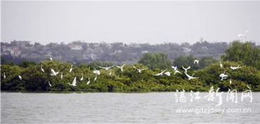 湛江与华侨城集团携手推进全域旅游开发，谱写文旅融合新篇章